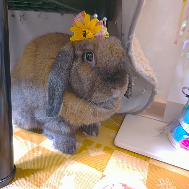 mariaさんの部屋