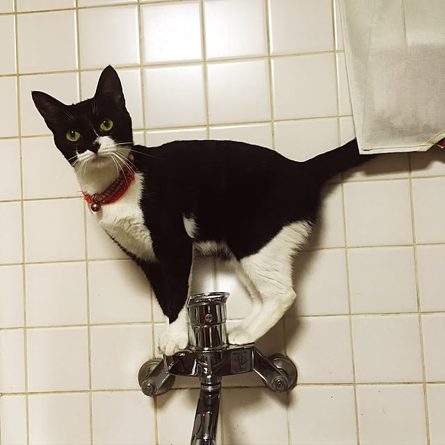 KOUMEさんの実例写真