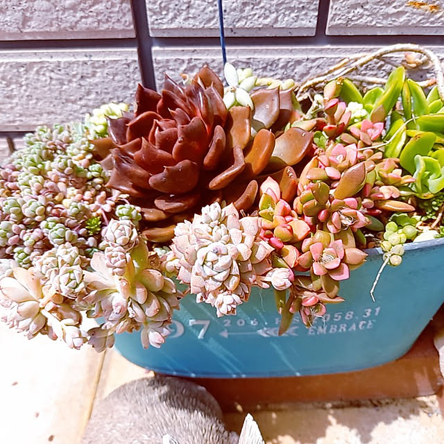玄関/入り口/多肉植物のインテリア実例 - 2021-04-09 13:33:15