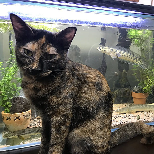 tornadeさんの実例写真