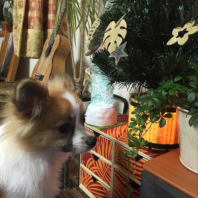 sakulaさんの実例写真