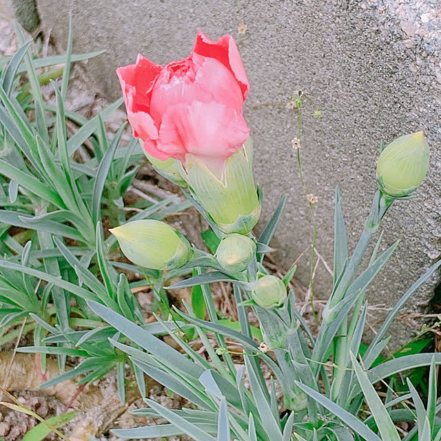 Shinamonさんの実例写真