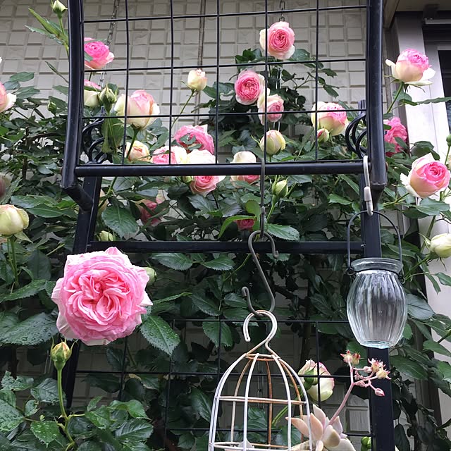 m.h.mammyさんの実例写真