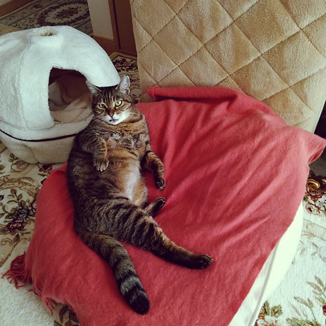 lilyさんの実例写真