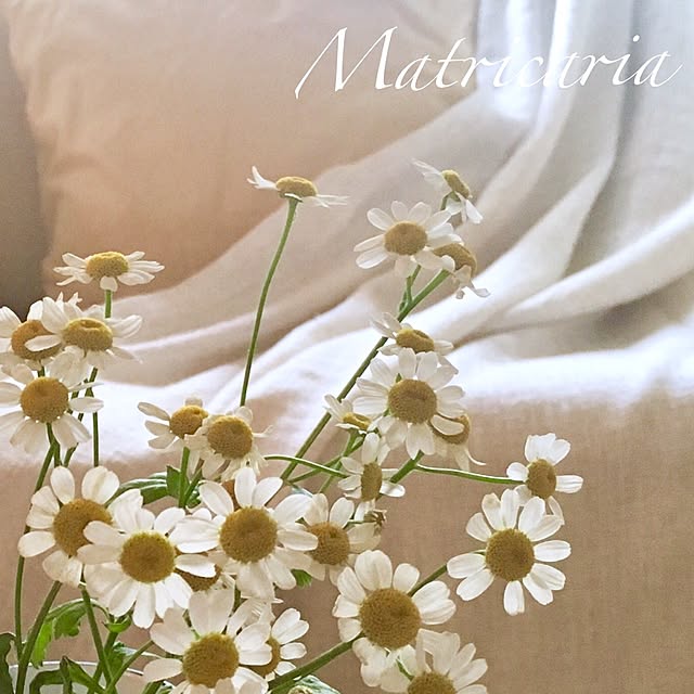 Claraさんの実例写真