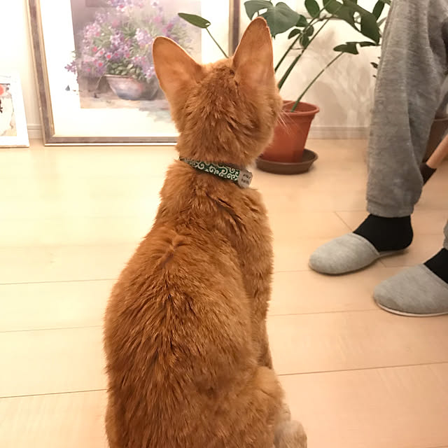 Satokoさんの実例写真