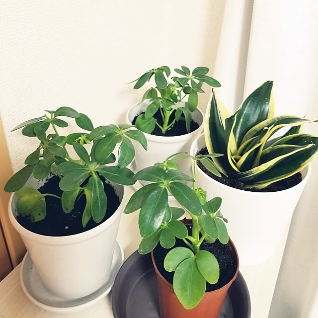 mikiroyさんの部屋