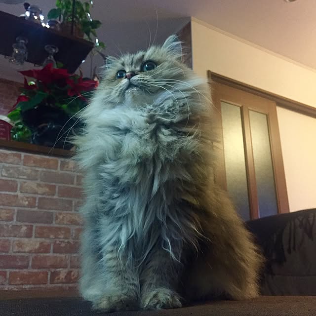 butachanさんの実例写真