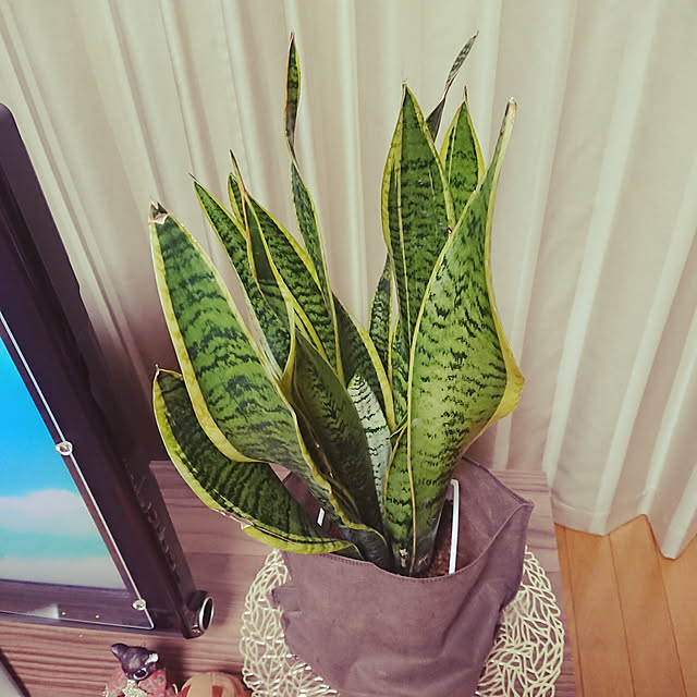 nachiさんの実例写真