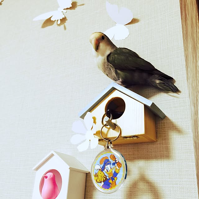 Chicoさんの実例写真