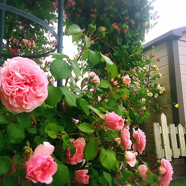 HappyRoseさんの実例写真