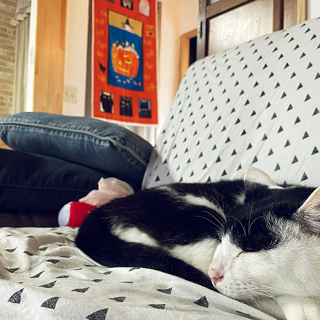 nekosamaさんの実例写真