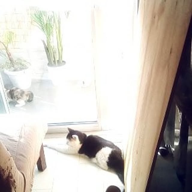 catloveさんの部屋