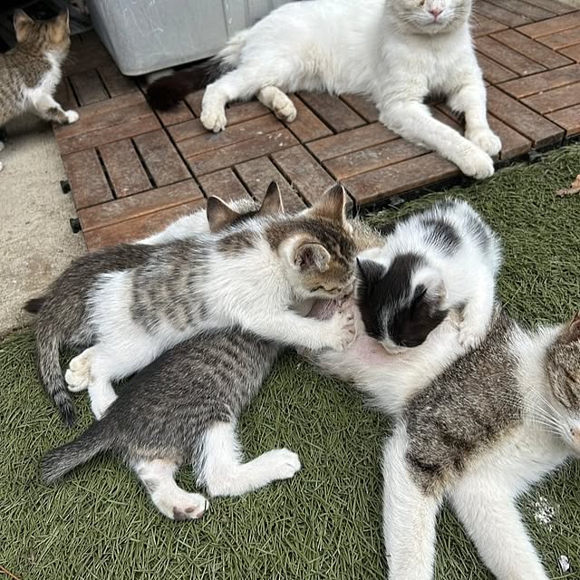 minnieさんの部屋