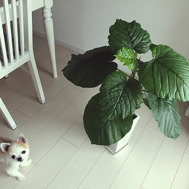gonchanさんの実例写真