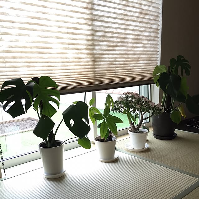 moikoさんの実例写真