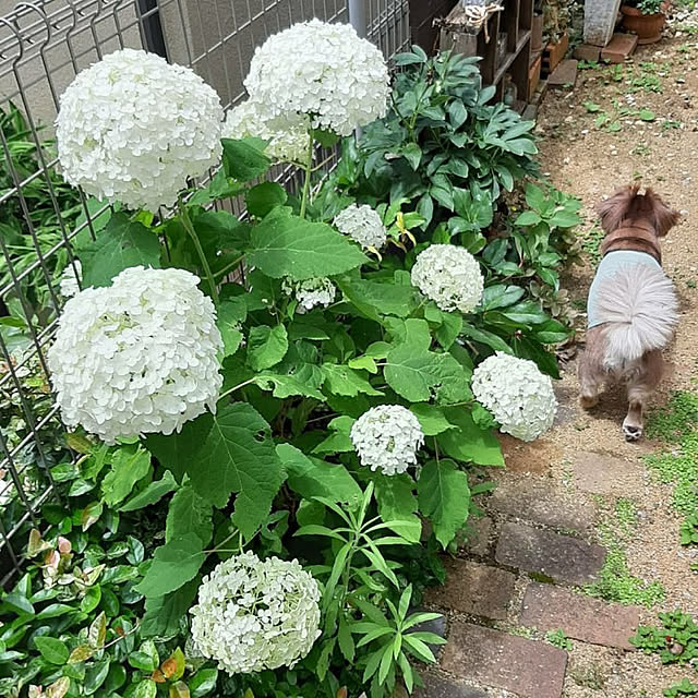 rikakoさんの実例写真