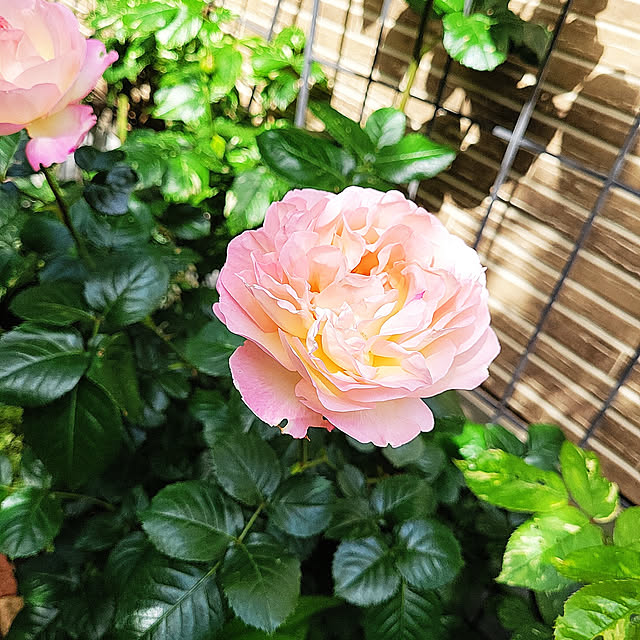 mimi828さんの実例写真