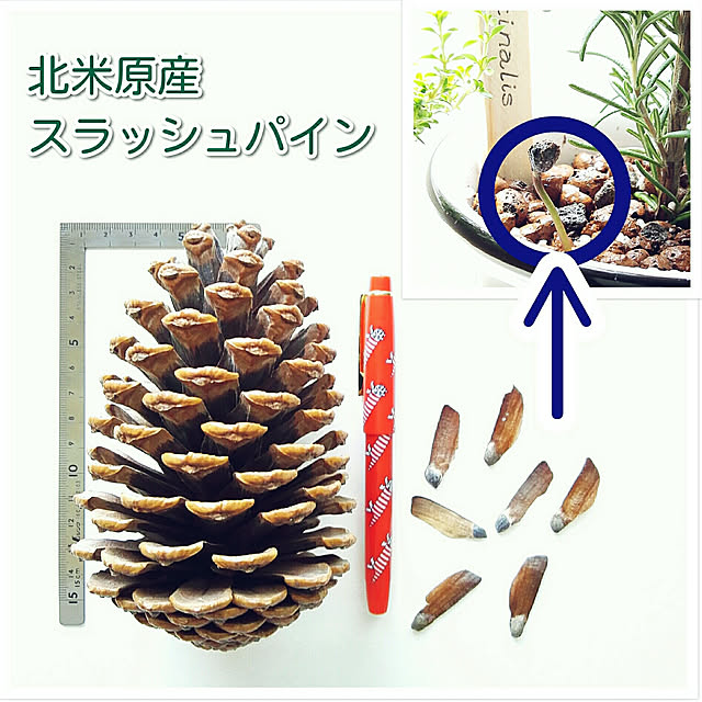 faunさんの実例写真