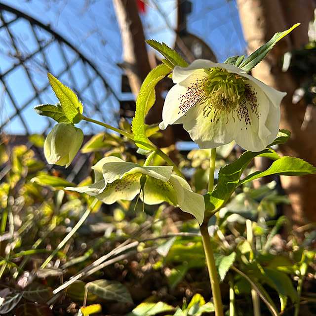 maronさんの部屋