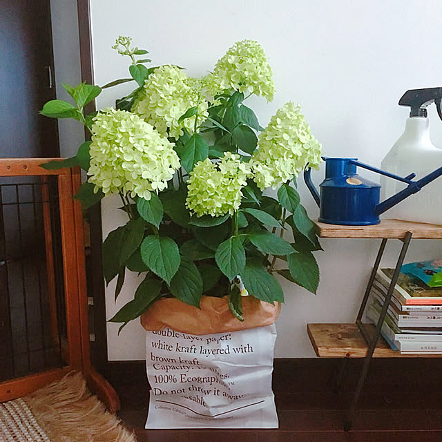 risaさんの実例写真