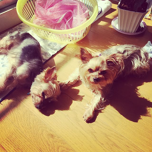 実例写真