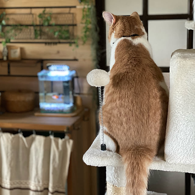 mintteaさんの実例写真