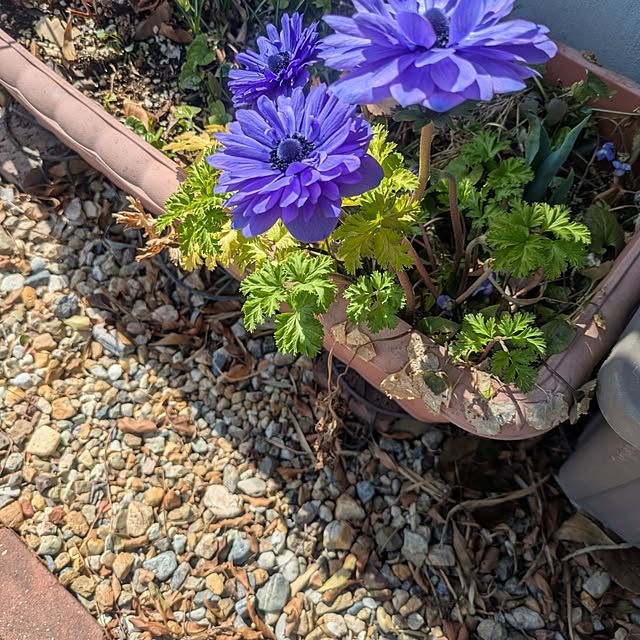 quanshanxia037さんの部屋