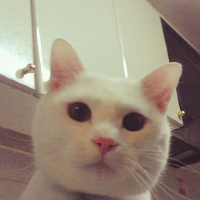 キッチンのインテリア実例 - 2018-05-06 00:37:17