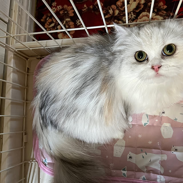 AYUKOさんの実例写真