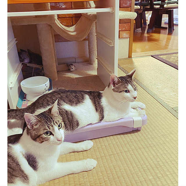 Lufuさんの実例写真