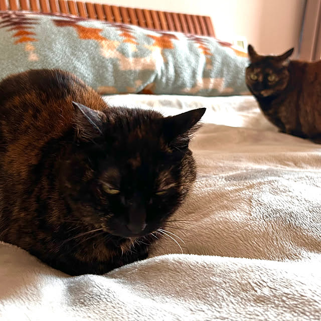 cocoさんの部屋