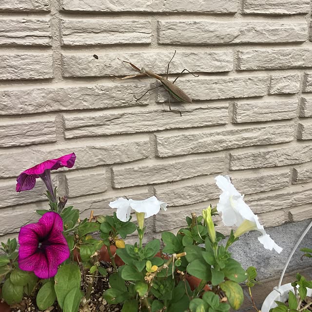 mintさんの実例写真