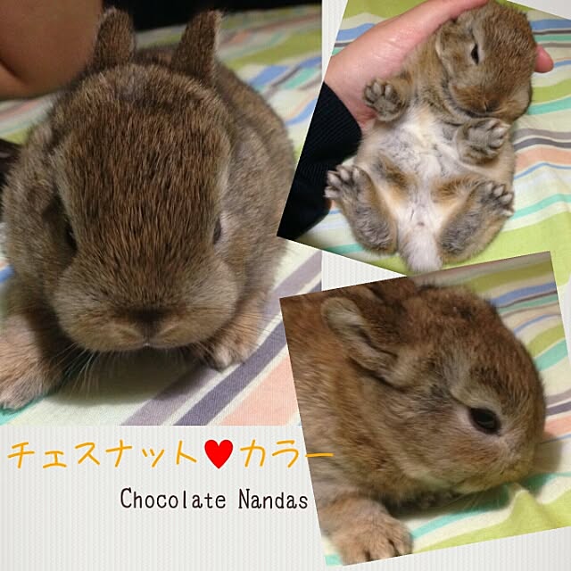 ChocolateNandasさんの実例写真