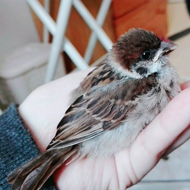 cocoさんの実例写真