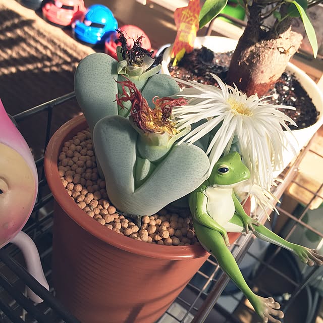 mamaさんの実例写真