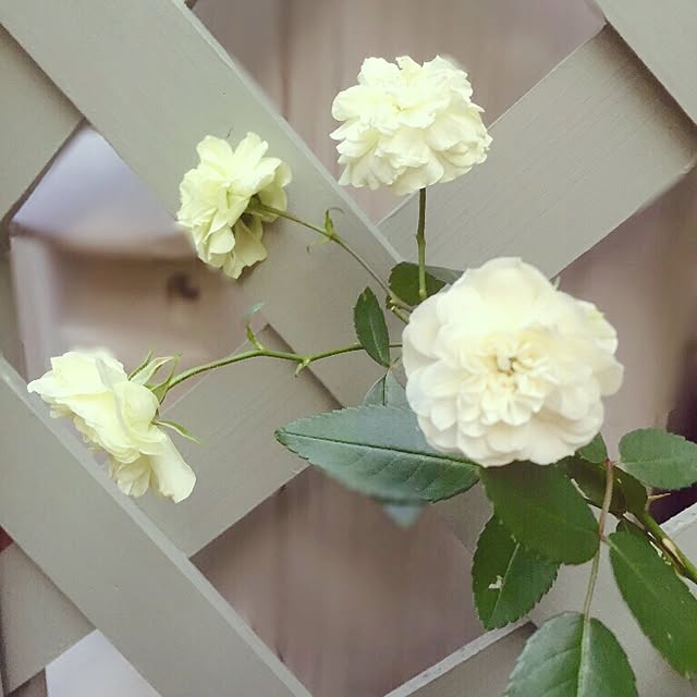 yuchi_chiさんの実例写真