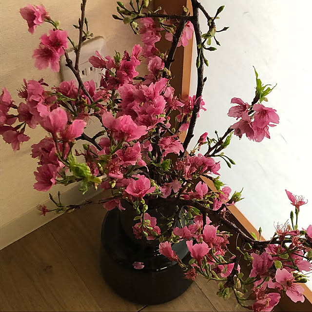 ringozakuraさんの実例写真