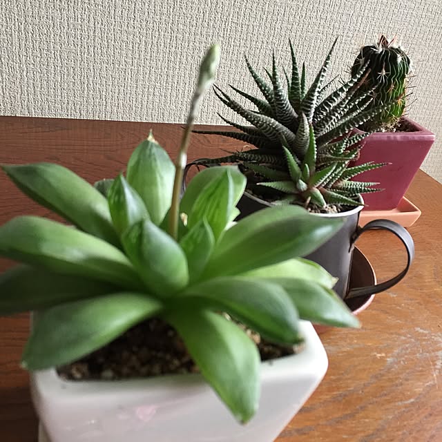 mikanさんの実例写真