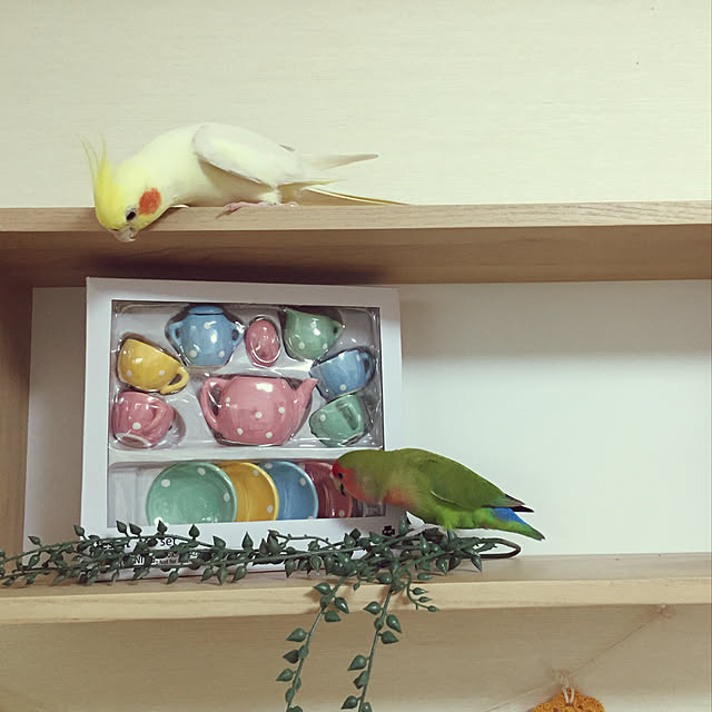 toratanさんの実例写真