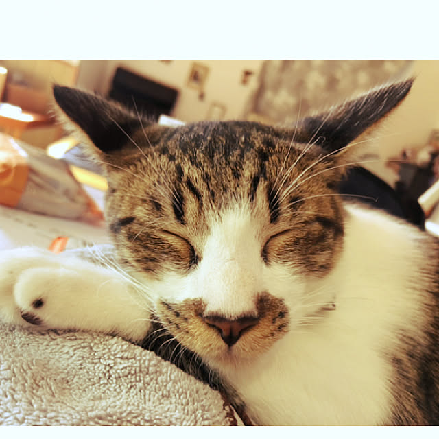 jijiさんの実例写真