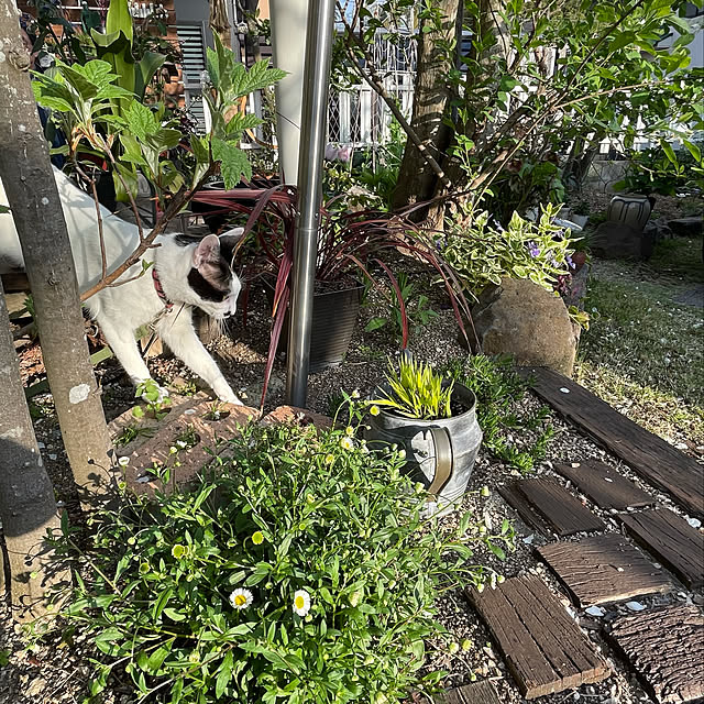 nobikoさんの実例写真