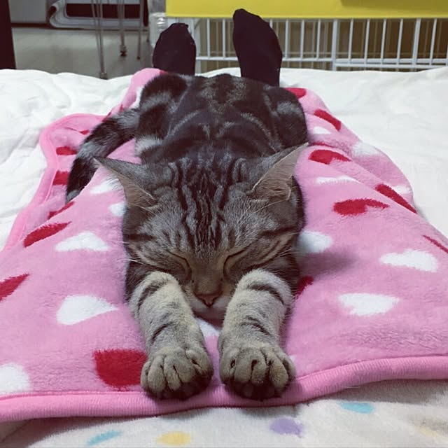 maripoさんの実例写真