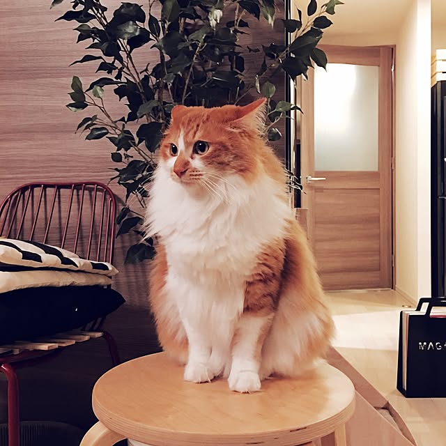 Reikoさんの実例写真