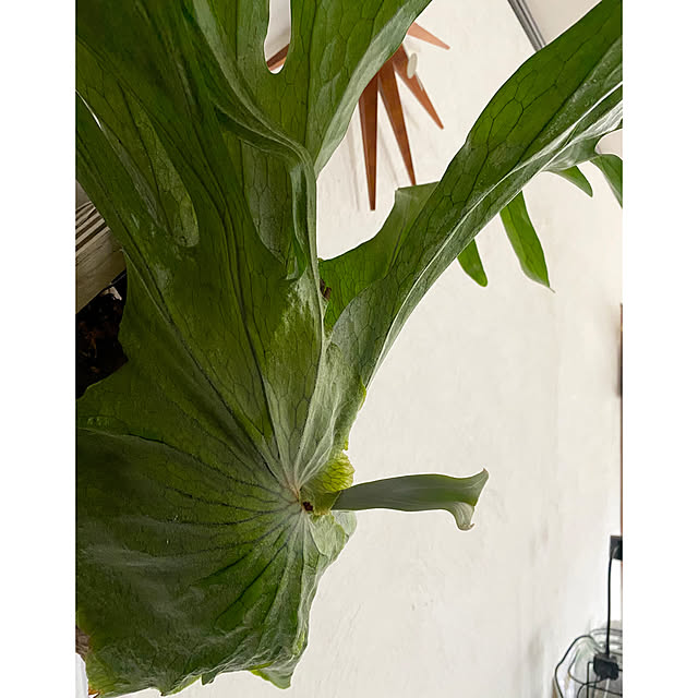 Megumiさんの部屋