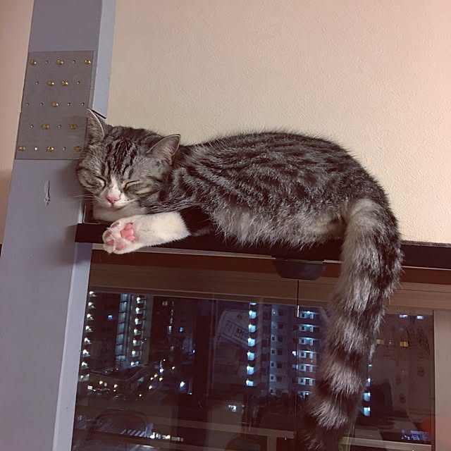Shojiさんの実例写真