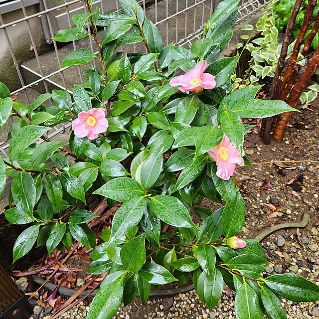 yasu10さんの部屋