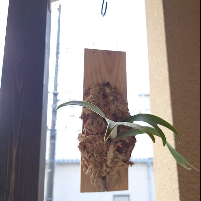 Pikakeさんの実例写真