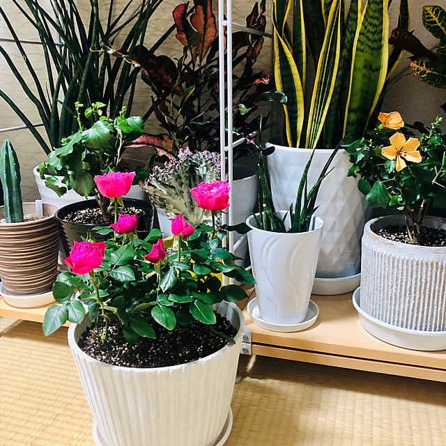 hanachanさんの部屋