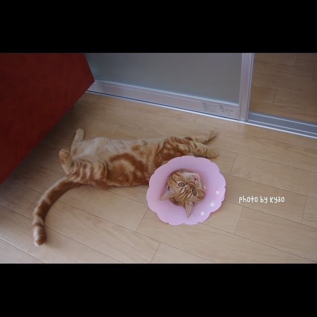 実例写真